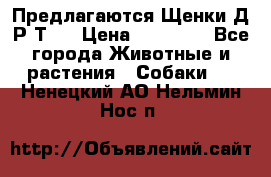 Предлагаются Щенки Д.Р.Т.  › Цена ­ 15 000 - Все города Животные и растения » Собаки   . Ненецкий АО,Нельмин Нос п.